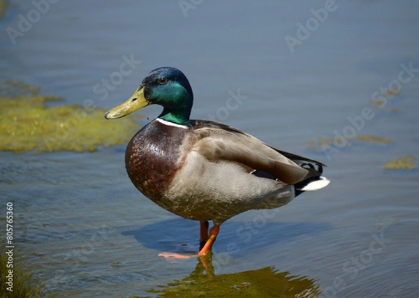 Obraz マガモの雄