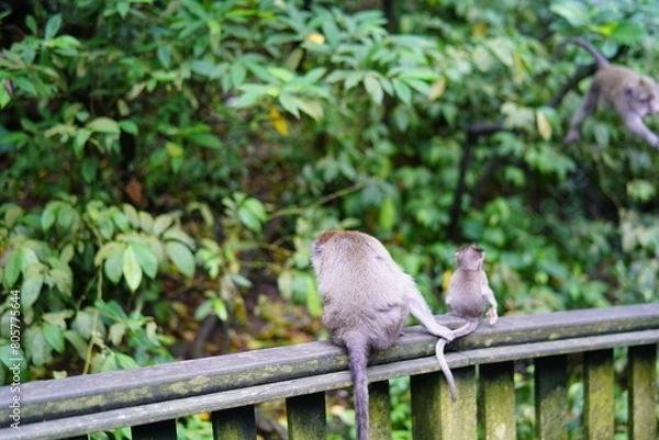 Obraz 발리 우붓 원숭이 