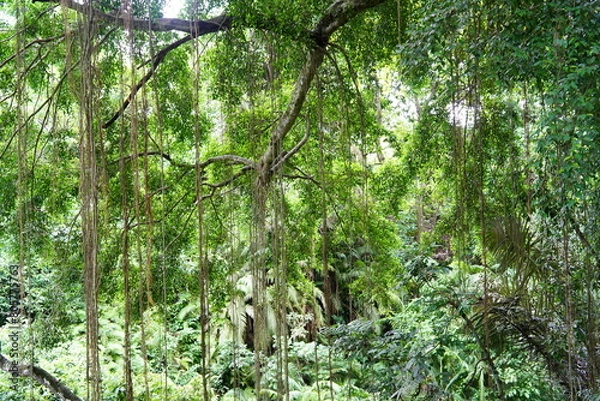 Obraz 발리 우붓 몽키포레스트