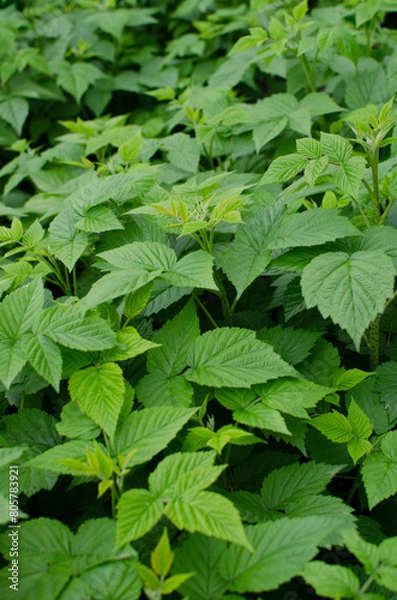 Obraz young raspberry shoots.raspberry bush in spring.