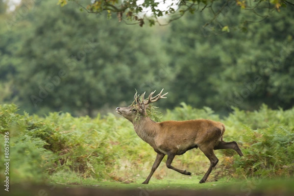 Fototapeta Red deer - Cervus elaphus