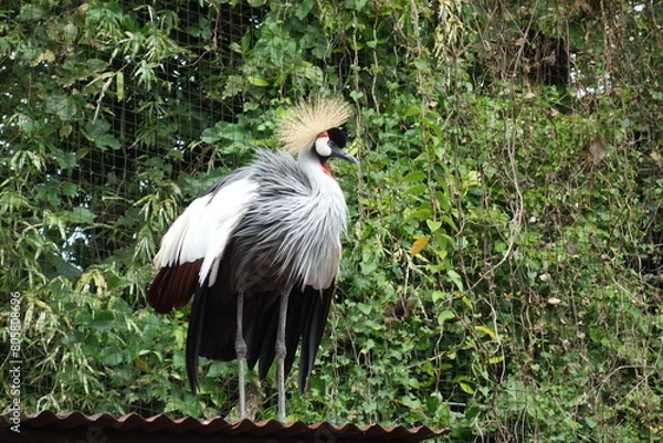 Fototapeta ホオジロカンムリヅル
