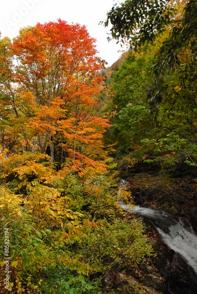 Fototapeta 紅葉に染まる渓谷　みなかみ町照葉峡