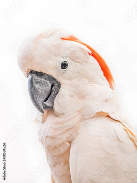 Fototapeta Portrait of cockatoo
