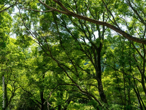 Fototapeta 鮮やかな新緑の樹木