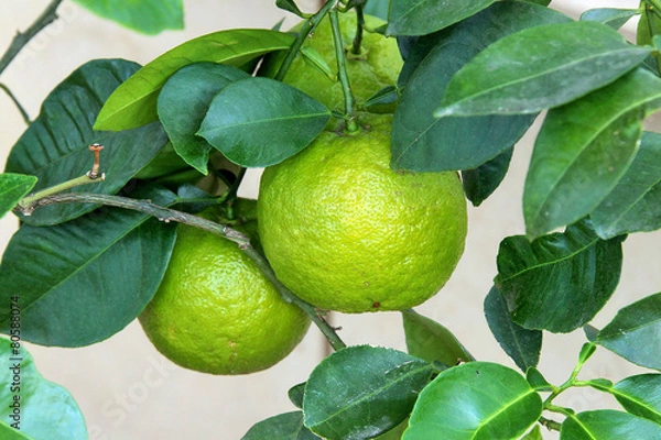 Obraz PomeranzeBitterorangeBerggartenHannover