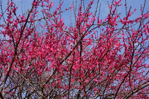 Fototapeta 春の青空に映える紅梅の艶やかな花の枝振り