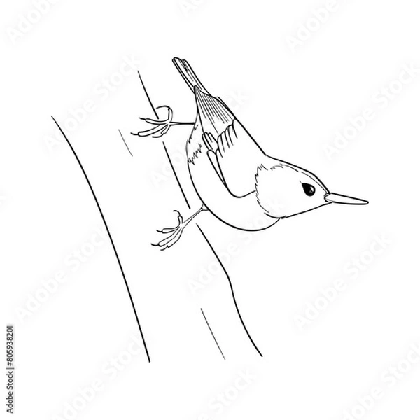 Fototapeta Nuthatch line art