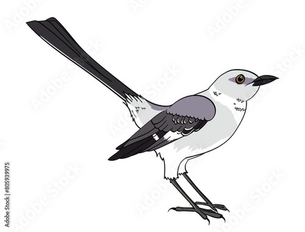 Fototapeta Mocking Bird Illustration