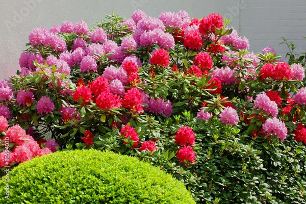 Obraz RhododendronBuchsbaum