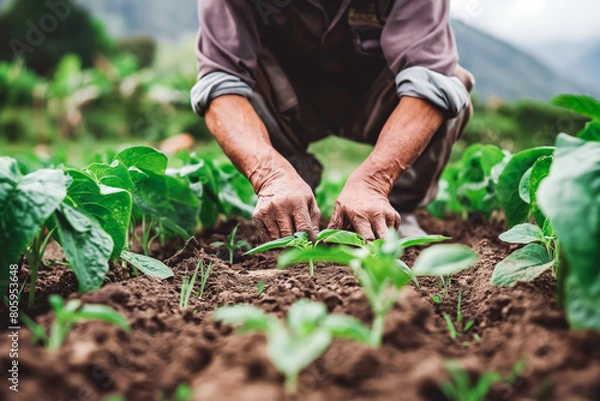 Obraz A farmer tends to rows of crops, hands dirty but heart full as they nurture the land.