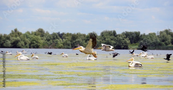 Fototapeta pelicans and cormorans taking off in the Danube Delta, Romania