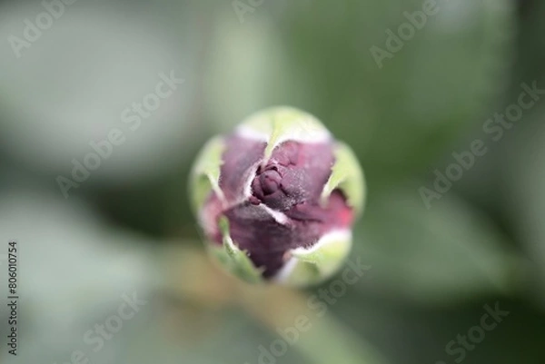 Obraz バラの蕾のアップ