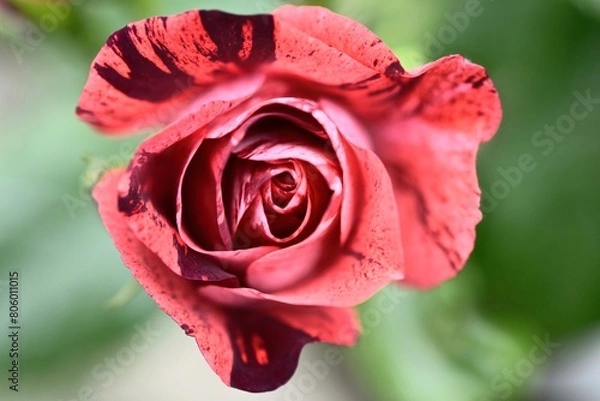 Obraz バラのアップ