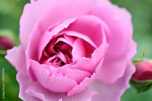 Obraz バラのアップ