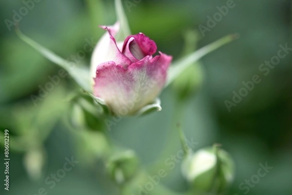 Obraz バラのアップ