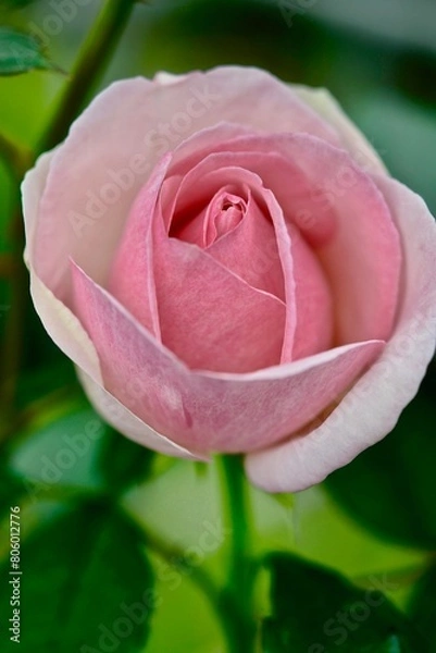 Obraz 淡いピンクのバラのアップ
