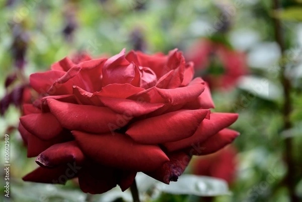 Obraz 佇む赤いバラ