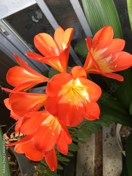 Obraz クンシラン〜10年ぶりに咲いた君子蘭〜