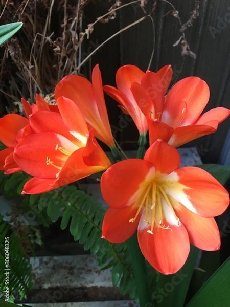 Obraz クンシラン〜10年ぶりに咲いたオレンジ色の華って何？〜