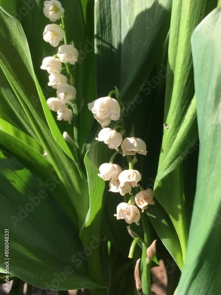 Obraz ゴールデンウィークに鈴蘭、小さく綺麗に咲いてます