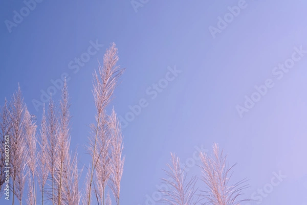 Fototapeta Wild grass flowers in aesthetic nature of early morning sky background. Quiet and calm image in minimal zen mood. Summer nature in pastel tone.