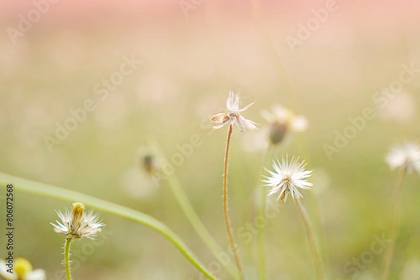 Fototapeta A field of grass flowers light up by a sunset golden evening light. An inspirational nature image for aesthetic of autumn and fall design. Autumn nature in pastel earth tone blurred background.