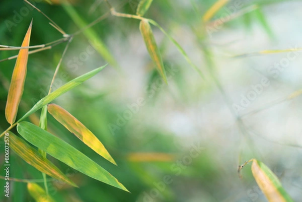 Fototapeta Bamboo leaves in fresh clear morning air. A serene in green nature atmosphere of beautiful bamboo forest. Blurred greenery image in cool tone for background and wallpaper.