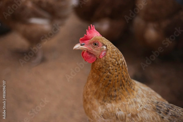 Fototapeta Red chicken walking in paddock Ordinary red rooster and chickens looking for grains while walking in paddock on farm