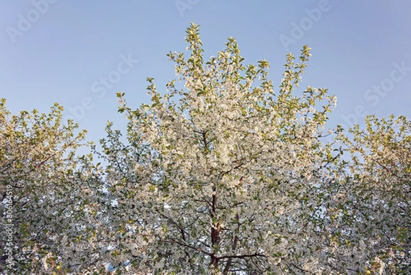 Fototapeta Cherry trees in bloom in spring