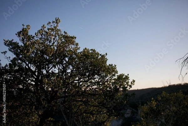 Obraz ambre dans la nature