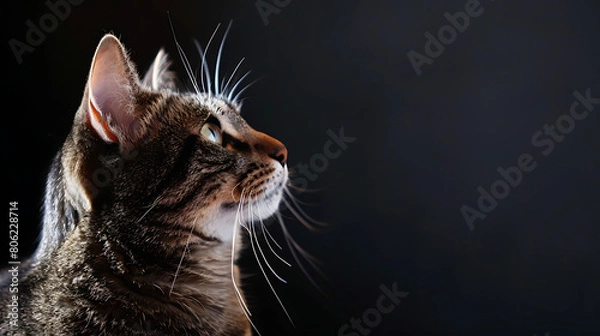 Fototapeta Solitude in Sunlight: A Serene Cat Basks in a Gentle Beam