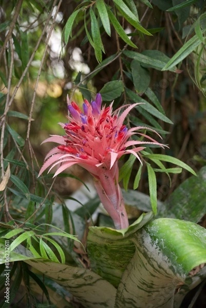 Obraz planet exotique