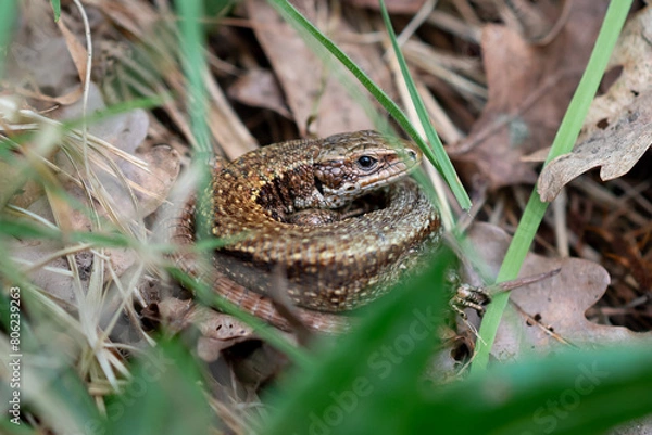 Fototapeta Common Lizard on the Ground
