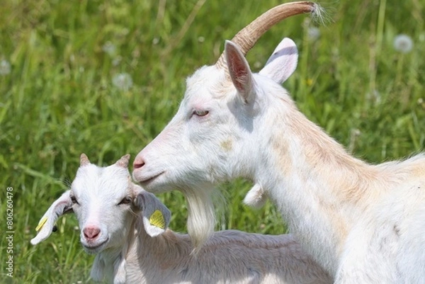 Obraz Ziegenmutter mit kleiner Ziege