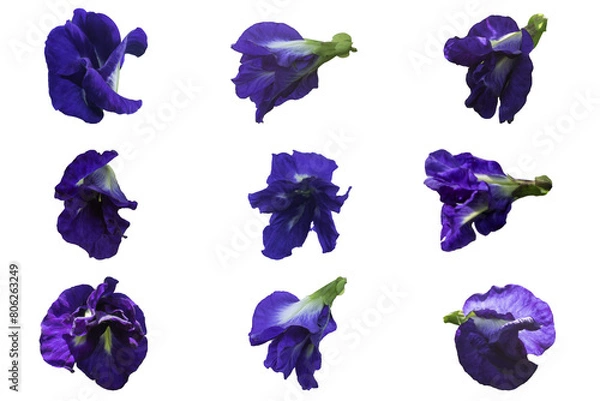 Obraz Butterfly pea flowers on a white background