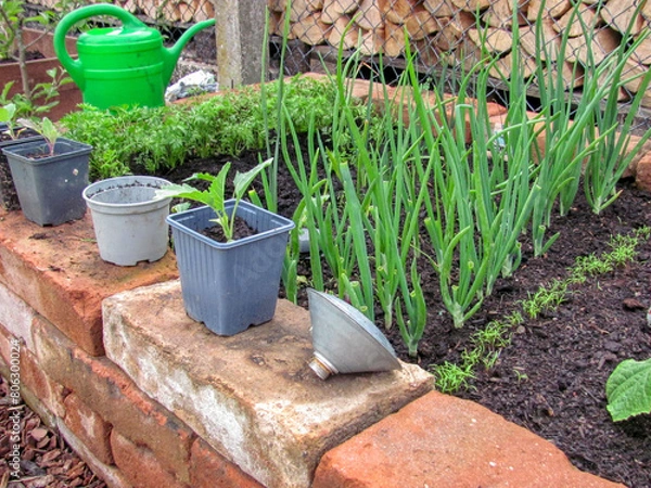 Fototapeta Setzlinge