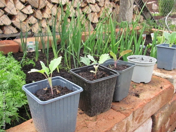 Fototapeta Setzlinge Garten