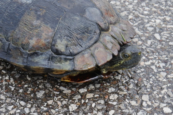 Obraz Red Ear Slider Turtle