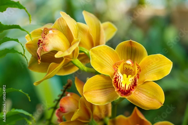 Obraz Bukiet cymbidium w kolorze żółtym.