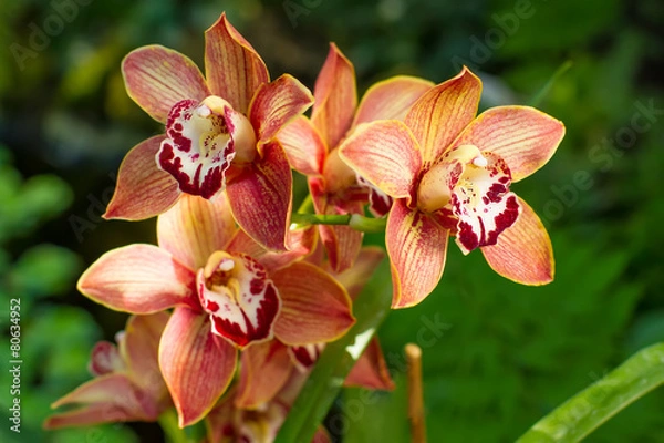 Obraz Orchidea Cymbidium.