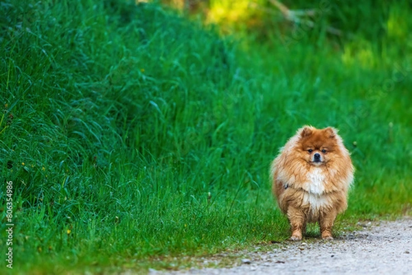 Obraz Hund Spitz Deutsche 