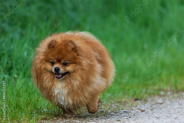 Obraz Spitz Hund 