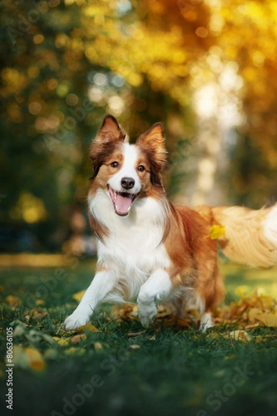 Obraz młody pies rasy border collie bawi się liśćmi jesienią