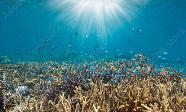 Obraz Coral reef with fish and sunlight underwater in the south Pacific ocean, New Caledonia