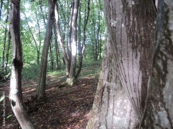 Obraz trees trunks in the forest
