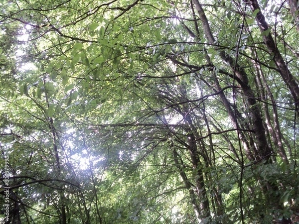 Obraz sun rays through the trees