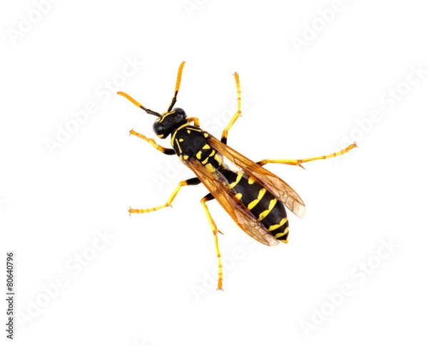 Fototapeta wasp