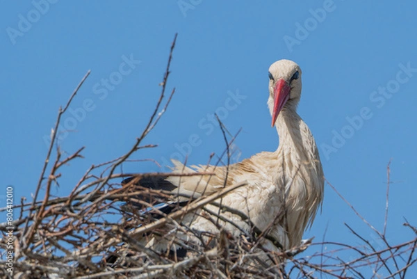 Obraz bocian , stork