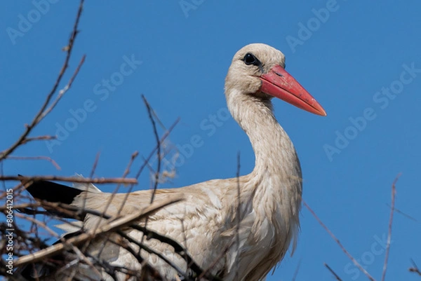 Obraz bocian , stork